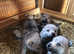 Czechoslovakian Wolfdog puppies
