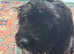 Cavapochon