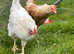 Gorgeous roosters