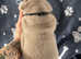 TOP-TIER BRITISH BULLDOG PUPS