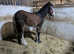 Shire x cob filly