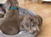 PRA clear KC reg Miniature Dachsund
