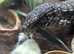 Male tegu