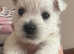 KC Westies Puppy