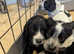 Cocker Spaniel Puppies - Last 3 boys remaining