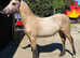 Stunning buckskin filly for sale