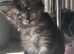 Full breed Mainecoon kittens boys and girls ready on 25th may