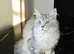 Maine Coon kitten