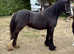 Stunning cob mare