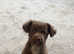 Jack Russell x spaniel puppies in Walthamstow