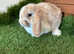 Baby mini lops
