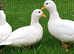 2022 bred quality male call ducks