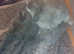 350 ono offers 2 grey pedigree foxfur minilops male female with huch and haye
