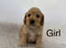 5 adorable cockapoo puppies