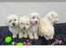 F1 goldendoodle puppies 6 girls