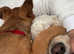 Jack russel x Jag terrier puppy