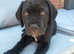 Cane Corso fermentino puppies