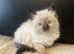 LAST BOY's /GIRL!READY NOW HCM/PKD Stunning ragdolls ready now