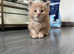 Full breed maine coon kittens