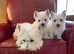 Beautiful West Highland White Terrier Puppy's
