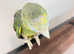 Stunning young Amazon Parrot for sale