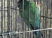 Turquoise conure male