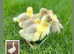 Day old sexed goslings