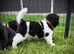 Quality KC Registered American Akita Puppies