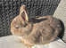 Very handsome Netherland dwarf buck looking for 5* pet home.