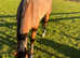 16hh 4yo bay Gelding