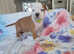Puppies *American Staffordshire terrier* IKC reg