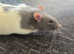 2 Fancy Rat males