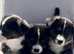 KC registered Welsh Cardigan Corgi tri colour pups
