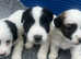 Adorable Sealyham terriers