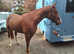Handsome British Sports Horse. 16.3 chestnut gelding. 7 years old. Happy hacker.