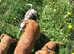 Stunning cavalier King Charles boys
