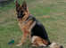 Teach control dog training