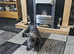 Staffordshire bull terrier Diesel