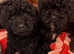 TOY CAVAPOO PUPPIES last 2
