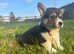Gorgeous KC Registered, DM, VWD & PRA Clear female Welsh Pembroke Corgi