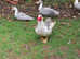 Muscovy ducks available