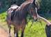 Beautiful 13.2hh Bay pony