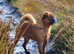 Beautiful Red Smooth Adult Male Griffon Bruxellois
