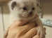 5 week old girl kitten ragdoll