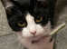 Quater siamise cat