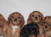 Cavalier King Charles Spaniel KC puppies