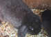 Sable female baby bunnies