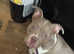 Pup for rehoming