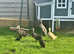 WELSH RUNNER DUCK PAIR