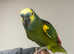 Talking Cuddly Super Tame Amazon Parrot,22